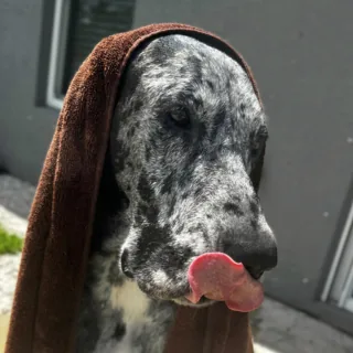 Shine & Fluff service icon
