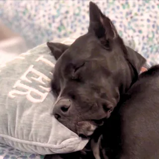 Slumber Paw-ty service icon