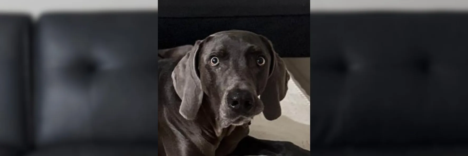 Cousin Haven client referring a friend to small-group dog boarding
