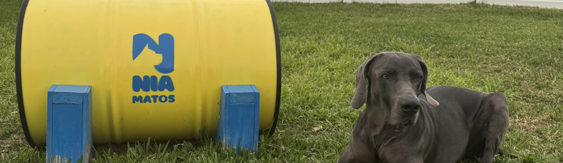 Happy dogs in a home