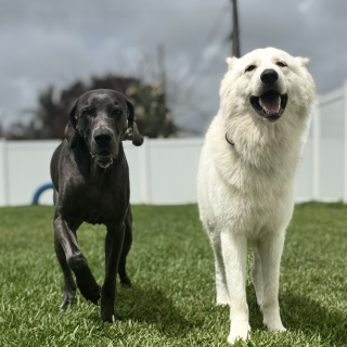 Cousin Club Pass service icon